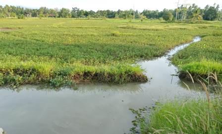 Lahan pertanian di Kabupaten Hulu Sungai Tengah tergenang air.
