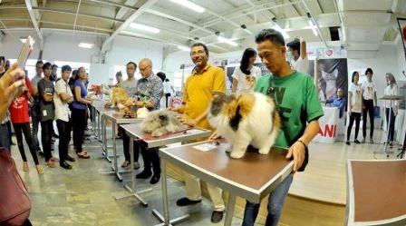 Saijaan Animal Cat Show (Pertunjukkan Hewan Kucing) juga mewarnai rangkaian HUT ke 72 Kotabaru.
